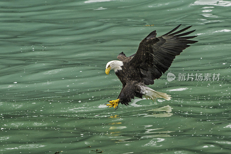 秃鹰(Haliaeetus leucocephalus，是一种食肉鸟，发现在阿拉斯加，以鲱鱼在水里。锡特卡的声音,阿拉斯加。